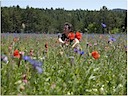 Causse de Sauveterre, 5 juni, een uur of twaalf